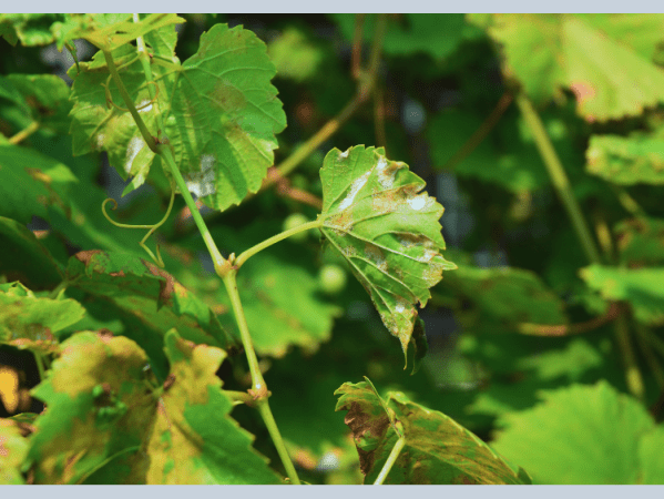 Organic Wine and Sustainability by Ara Esparza