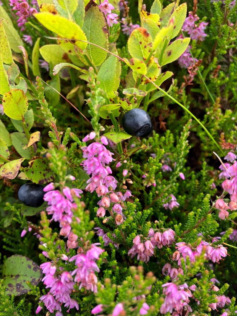 Have You Heard of Fraughan Sunday? Glendalough Distillery Celebrates Ireland’s Ancient Wild Blueberry Harvest