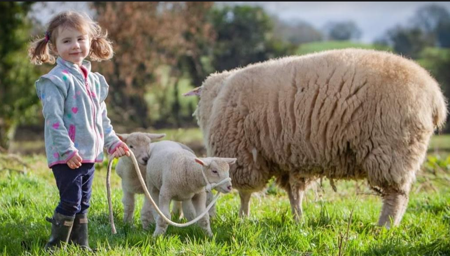 Transparency and traceability returning to Irish wool at the 6th National Wool Harvest